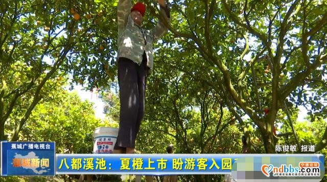 夏未至，夏橙已至！八都镇这个村的夏橙等您来采摘-5.jpg