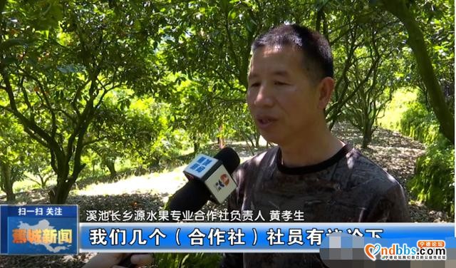 夏未至，夏橙已至！八都镇这个村的夏橙等您来采摘-10.jpg
