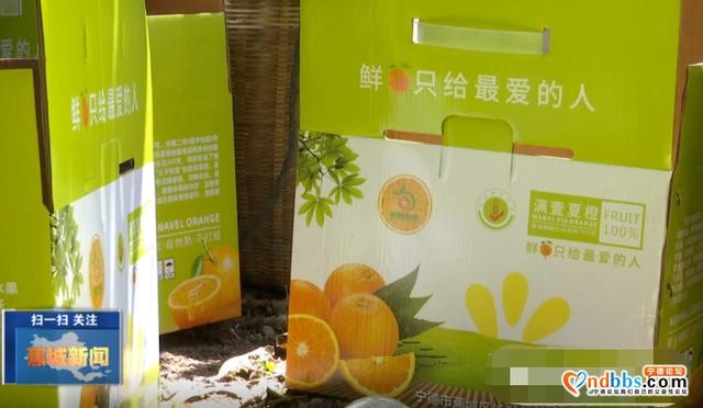 夏未至，夏橙已至！八都镇这个村的夏橙等您来采摘-9.jpg