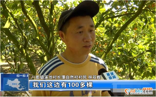 夏未至，夏橙已至！八都镇这个村的夏橙等您来采摘-6.jpg