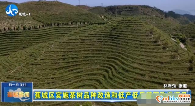蕉城实施多项改造，推进全区茶产业高质量发展-4.jpg
