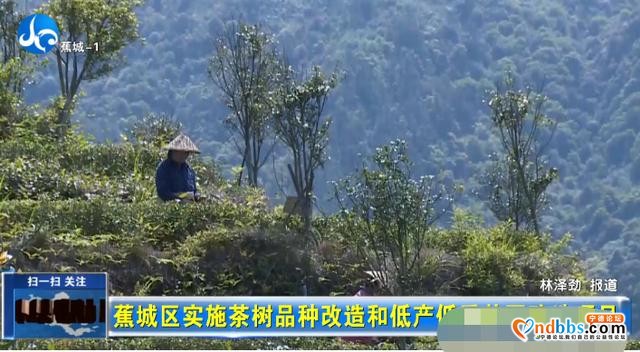 蕉城实施多项改造，推进全区茶产业高质量发展-2.jpg