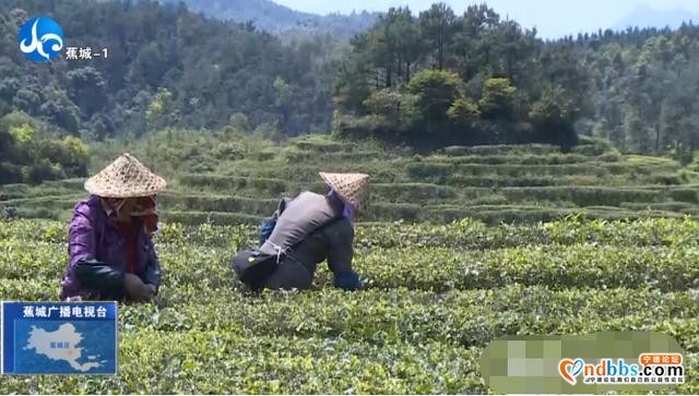 蕉城实施多项改造，推进全区茶产业高质量发展-5.jpg