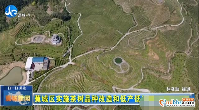 蕉城实施多项改造，推进全区茶产业高质量发展-1.jpg