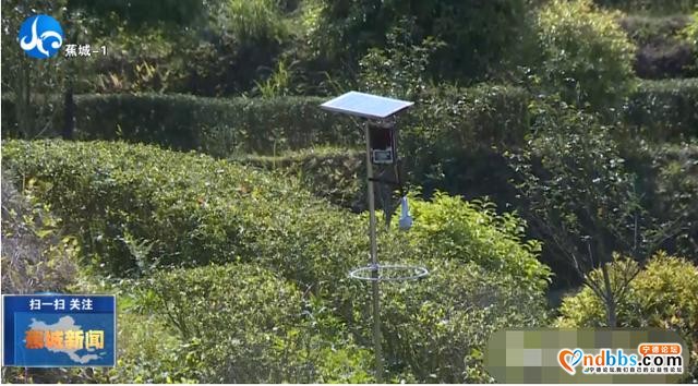 蕉城实施多项改造，推进全区茶产业高质量发展-8.jpg