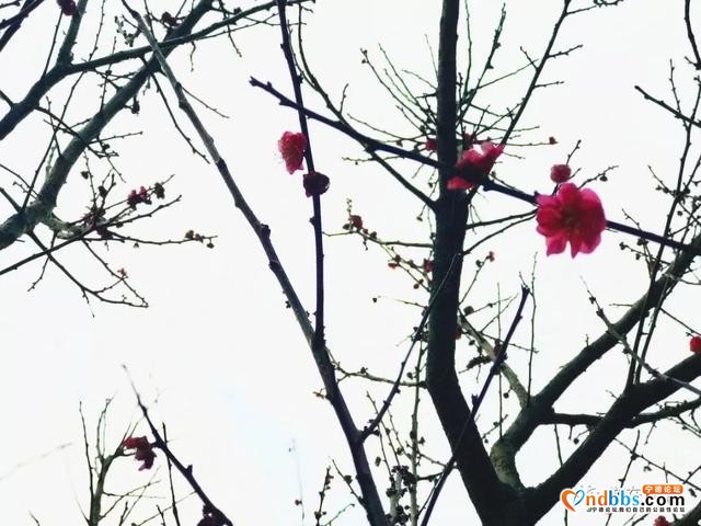 没有在春天里看一眼蕉城，不知道蕉城有多美-10.jpg