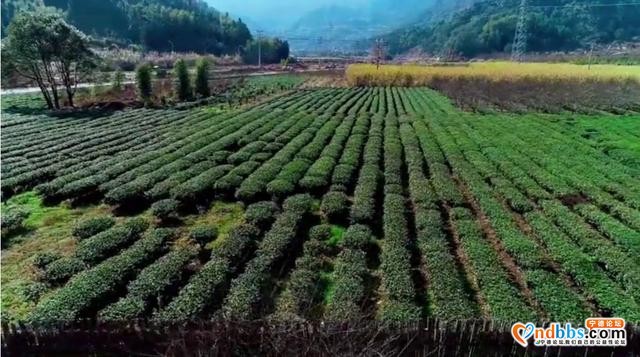 空中新蕉城：赤溪藏着这样一处古村落，山青水秀，蔗糖飘香-17.jpg