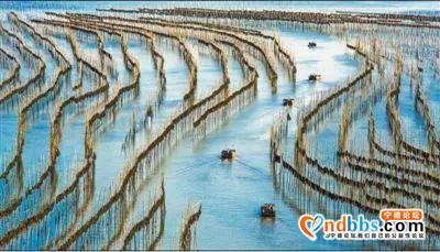 宁德霞浦迎来海带收获季-2.jpg