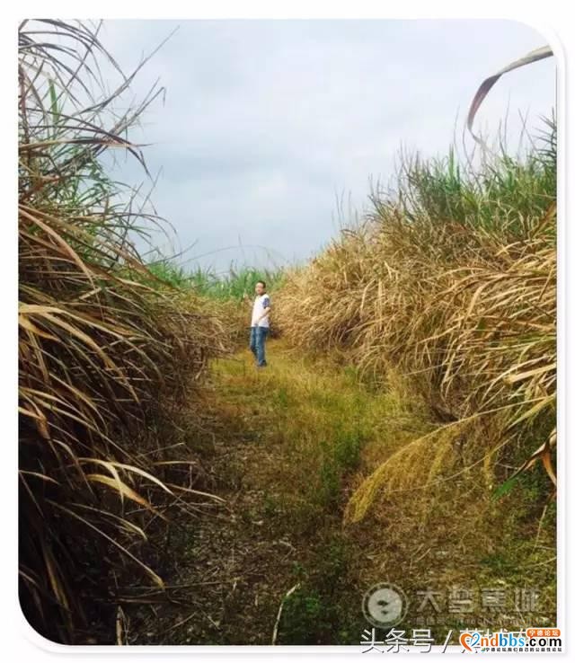 揭开蕉城这个村的“神秘面纱”-17.jpg