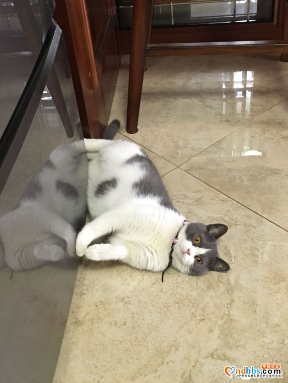 出英短小猫，4.28生，有偿-2.jpg