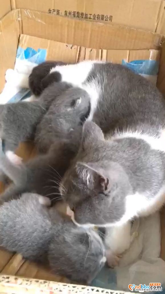 出英短小猫，4.28生，有偿-1.jpg
