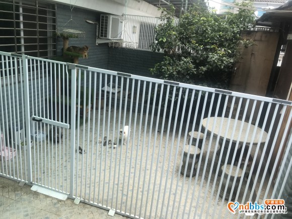 宁德市区猫狗家庭寄养，一天10元，猫粮狗粮另算。-1.jpg