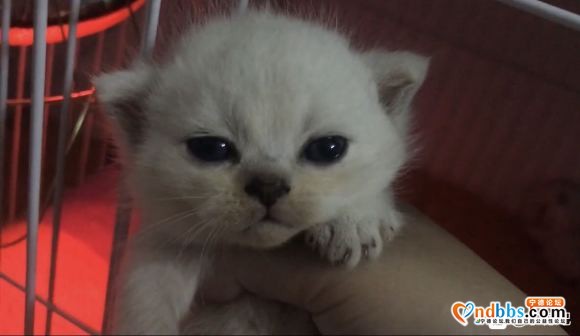 自家养的，英短蓝猫，蓝白，渐层。欢迎喜欢英短的小伙伴来家里撸-6.jpg
