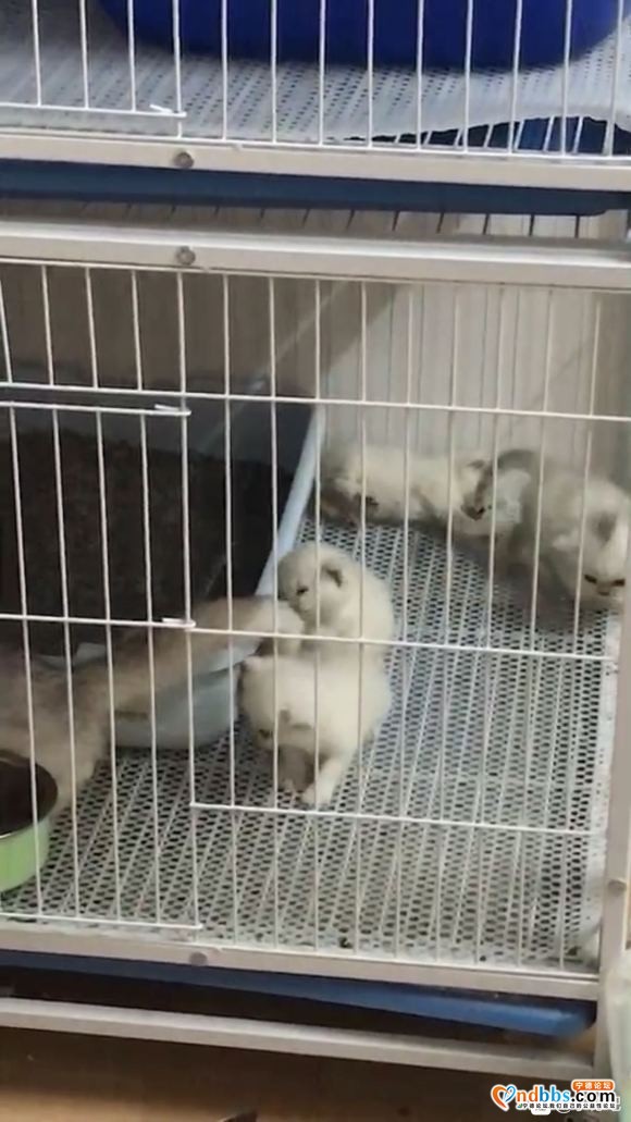 自家养的，英短蓝猫，蓝白，渐层。欢迎喜欢英短的小伙伴来家里撸-5.jpg
