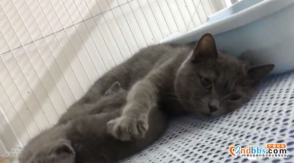 自家养的，英短蓝猫，蓝白，渐层。欢迎喜欢英短的小伙伴来家里撸-3.jpg