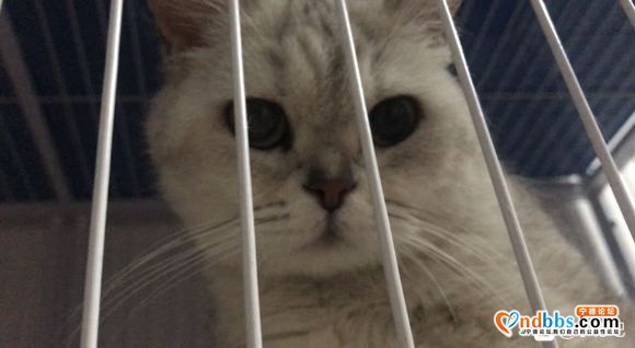 自家养的，英短蓝猫，蓝白，渐层。欢迎喜欢英短的小伙伴来家里撸-4.jpg