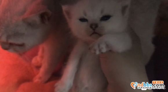 自家养的，英短蓝猫，蓝白，渐层。欢迎喜欢英短的小伙伴来家里撸-8.jpg