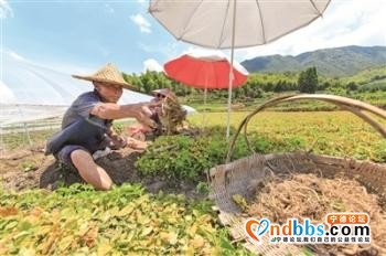 宁德：产业扶贫 老区振兴-1.jpg