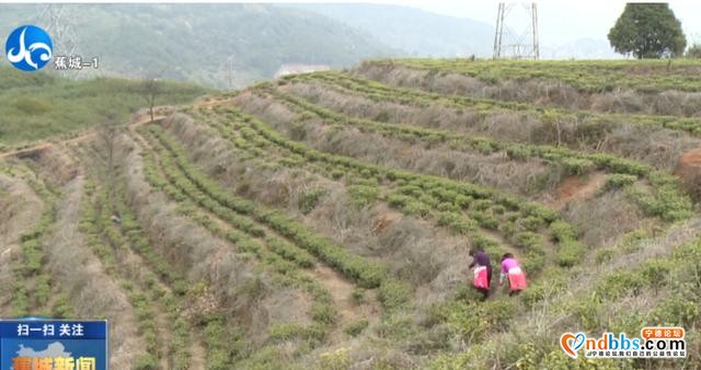 茶产业如何做大做强？蕉城出台新政策，条条都是干货-3.jpg