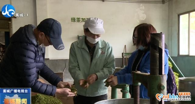 茶产业如何做大做强？蕉城出台新政策，条条都是干货-5.jpg