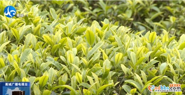 茶产业如何做大做强？蕉城出台新政策，条条都是干货-4.jpg