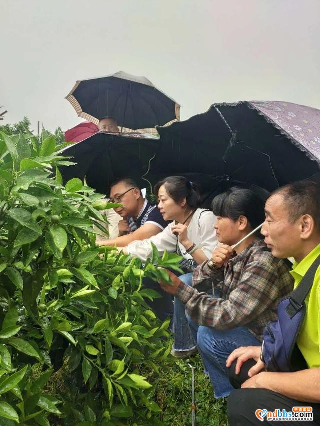 福安：宁德市乡村振兴专家服务团到福安市送“技术大餐”-5.jpg
