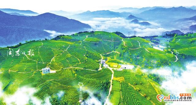 宁德风貌——春到北门 茶香醉人-1.jpg