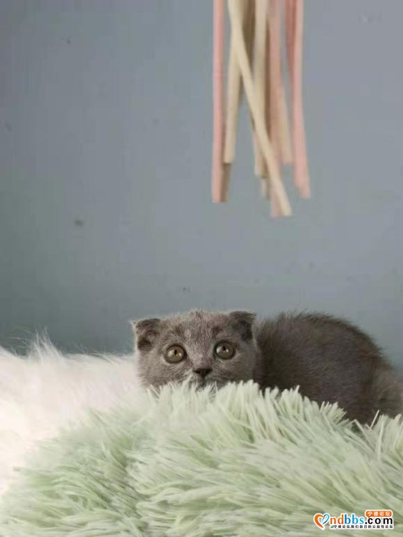 有偿领养可爱小蓝猫，价钱美丽，要求有责任心爱猫人士。-2.jpg