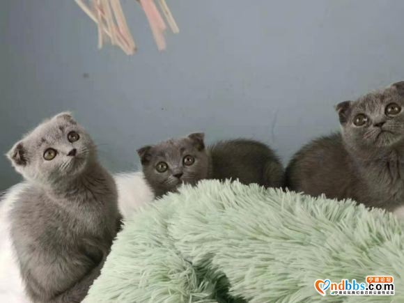 有偿领养可爱小蓝猫，价钱美丽，要求有责任心爱猫人士。-4.jpg