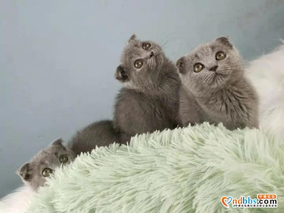 有偿领养可爱小蓝猫，价钱美丽，要求有责任心爱猫人士。-3.jpg