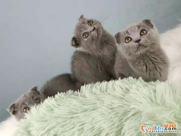 有偿领养可爱小蓝猫，价钱美丽，要求有责任心爱猫人士。-5.jpg