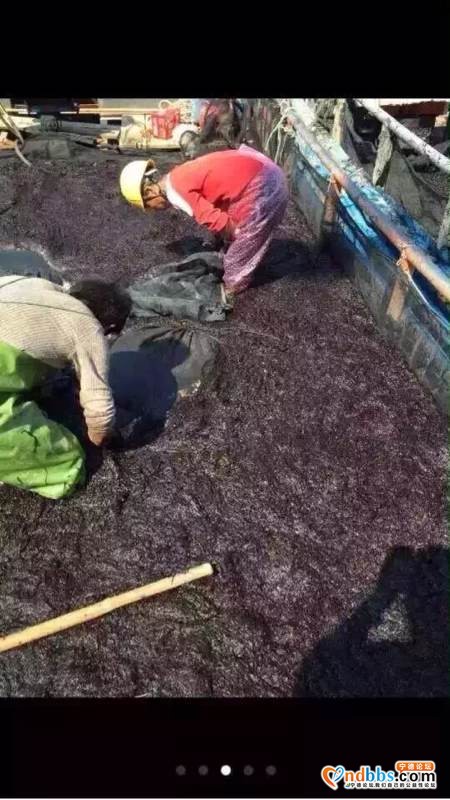 霞浦沙塘湾头水无沙紫菜！-2.jpg