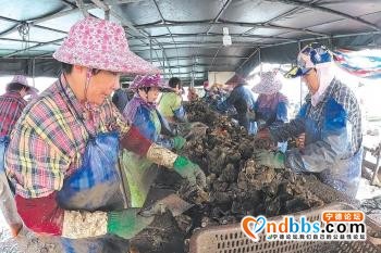 宁德霞浦：“绿色”蚝助增收-1.jpg