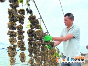 宁德霞浦：“绿色”蚝助增收-2.jpg