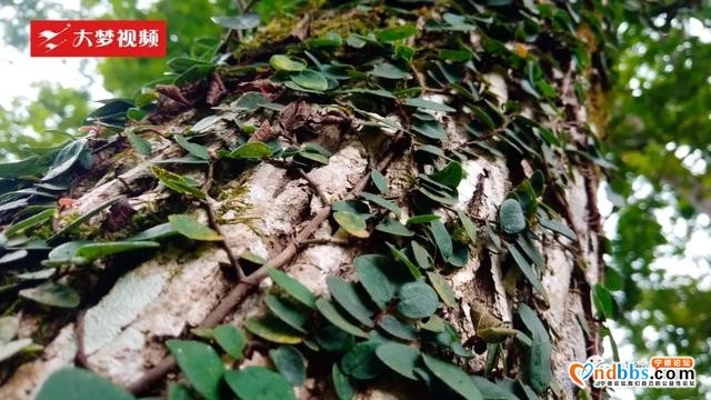 空中新蕉城 | 快来这个洞天福地消夏发呆吧-11.jpg