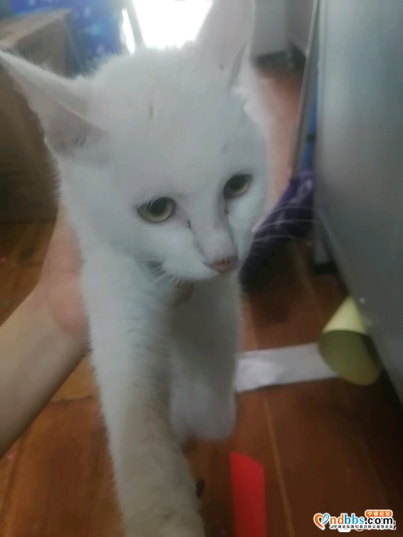 早上捡到一只全白色的宠物猫，猫咪亲人温和，现找领养人，要求对-1.jpg