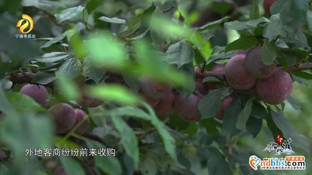 宁德古田：千年临水情之《千年畲村》-30.jpg