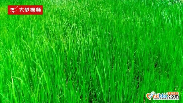 空中新蕉城 | 站在凤凰山顶上眺望，感受夏天的葱葱绿意-7.jpg