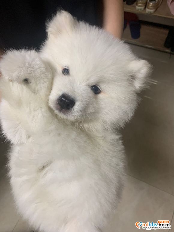家中有事需外出 三个月纯种萨摩耶幼犬 一针疫苗已打，驱虫已做-3.jpg