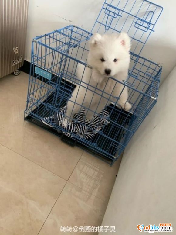 家中有事需外出 三个月纯种萨摩耶幼犬 一针疫苗已打，驱虫已做-2.jpg