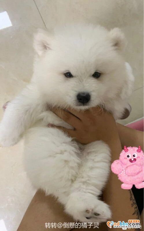 家中有事需外出 三个月纯种萨摩耶幼犬 一针疫苗已打，驱虫已做-1.jpg