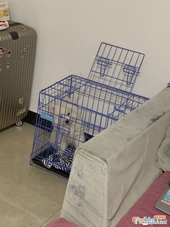 家中有事需外出 三个月纯种萨摩耶幼犬 一针疫苗已打，驱虫已做-4.jpg