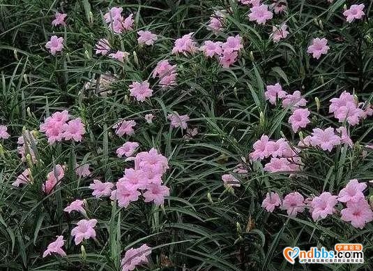 宁德市区多条道路周边花草“不翼而飞”？-11.jpg