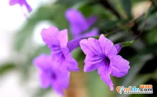 宁德市区多条道路周边花草“不翼而飞”？-9.jpg