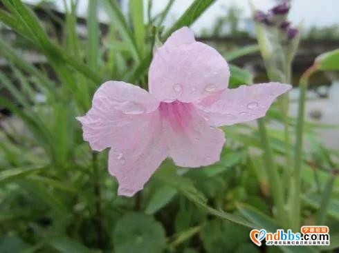 宁德市区多条道路周边花草“不翼而飞”？-10.jpg