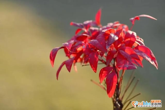 宁德市区多条道路周边花草“不翼而飞”？-7.jpg