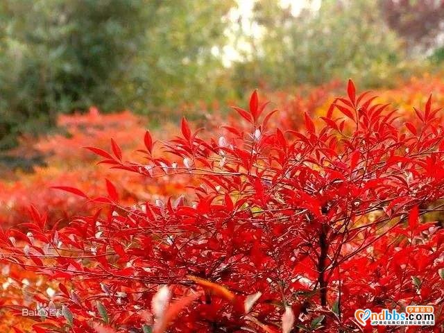宁德市区多条道路周边花草“不翼而飞”？-6.jpg