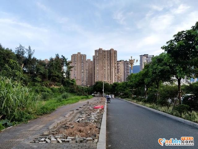 宁德市区多条道路周边花草“不翼而飞”？-15.jpg