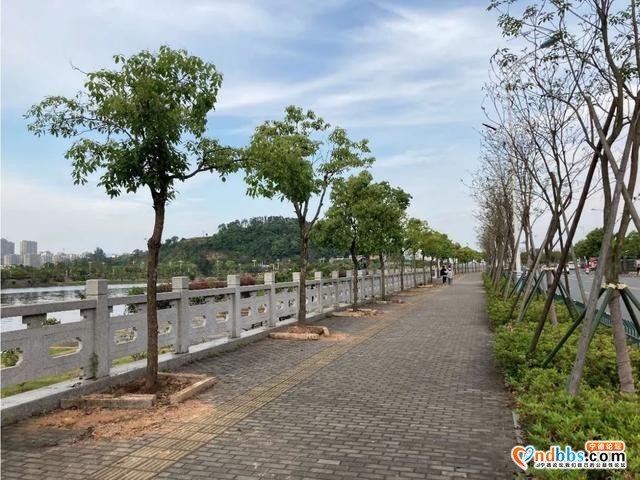 宁德市区多条道路周边花草“不翼而飞”？-12.jpg