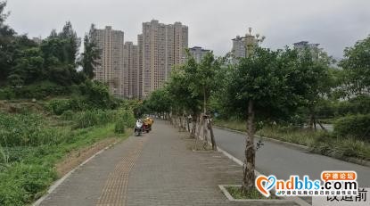 宁德市区多条道路周边花草“不翼而飞”？-14.jpg